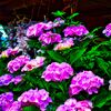 猫寺を彩る紫陽花(萩市 雲林寺)