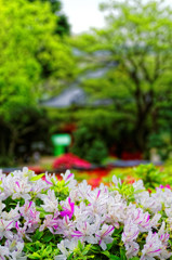 つつじ咲く根津神社の光景（５）　唐門をバックに・・・