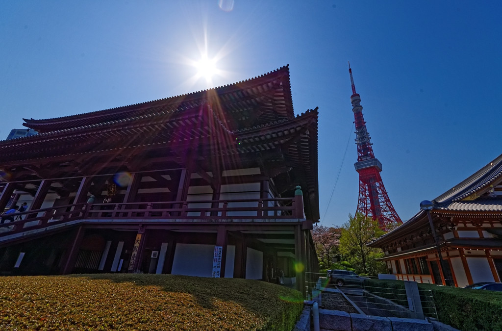 逆光で大殿と東京タワー　増上寺にて