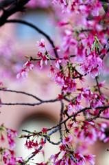 浅草ぶらり　六区通り　年に２度咲く１０月桜（２）