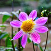 アルペンパール　神代植物公園にて