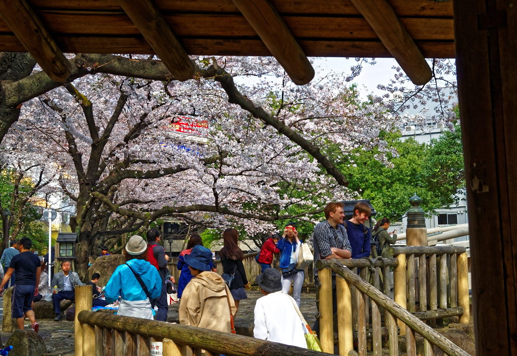 音無親水公園　外人さんにも花見のブームが・・・