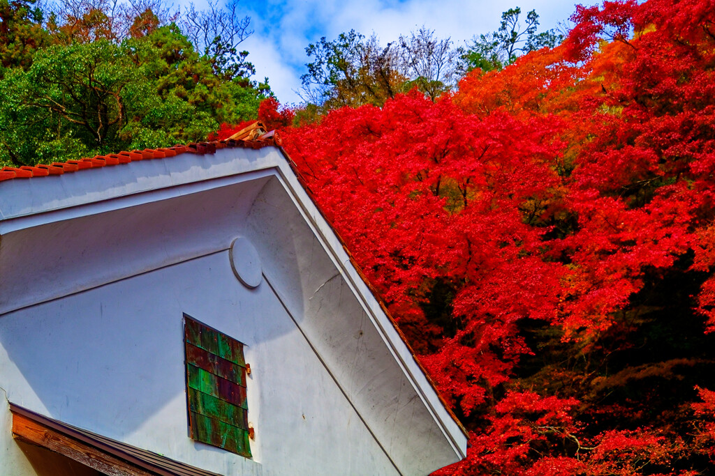 極彩色に染まる紅葉　(津和野 旧堀氏庭園)