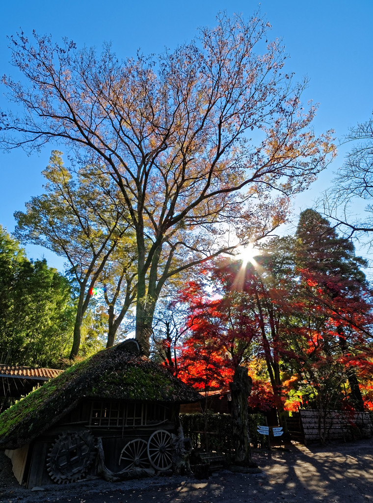 作業小屋と紅葉（再投稿）　平林寺にて