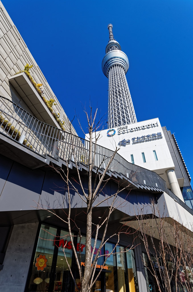 墨田　スカイツリー真下から（２）