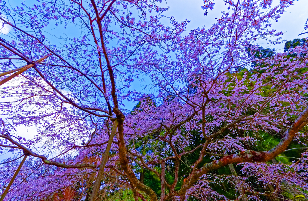 見上げて麗しき糸桜 南明寺（萩市）