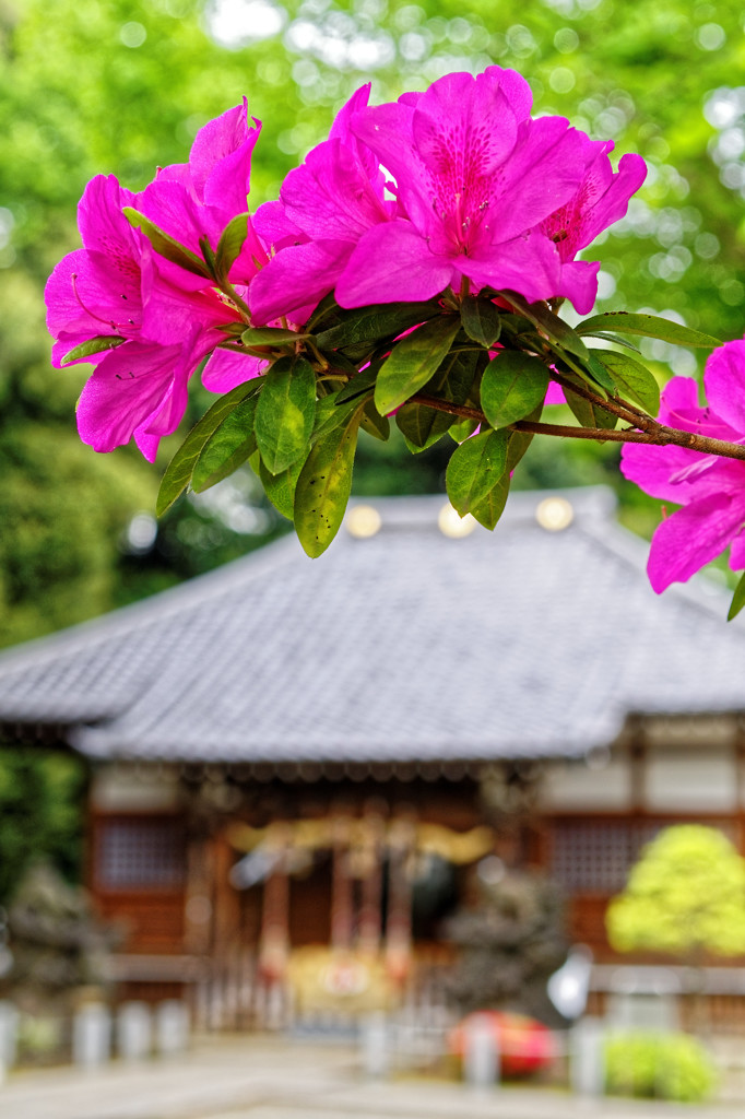 ツツジ どアップ！　平塚神社境内（１）