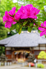 ツツジ どアップ！　平塚神社境内（１）