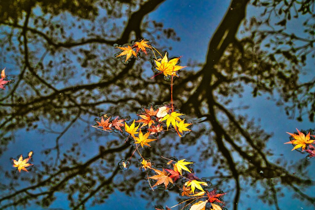 樹影と落紅葉　(北区西ヶ原 旧古河庭園)