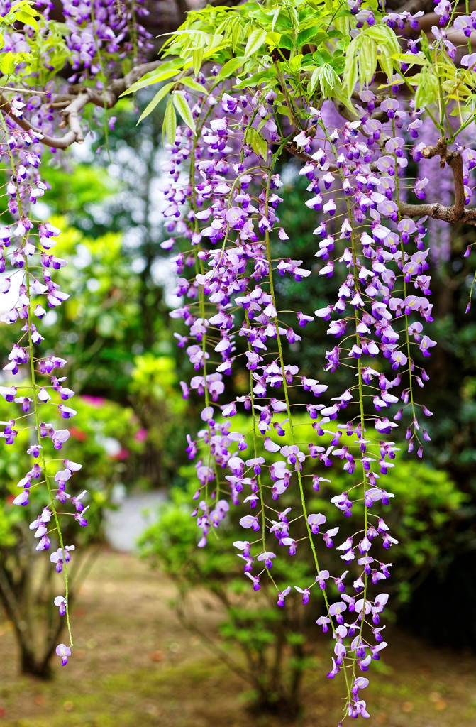 藤の花のある情景　②