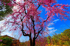 気品・優美 枝垂れ桜　（目白庭園）