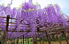 藤波の花は盛りになりにけり　①