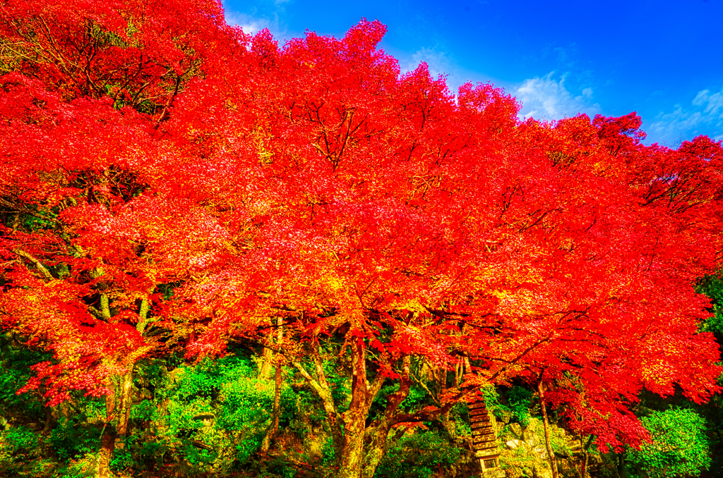 真紅に染まる紅葉(堀庭園)