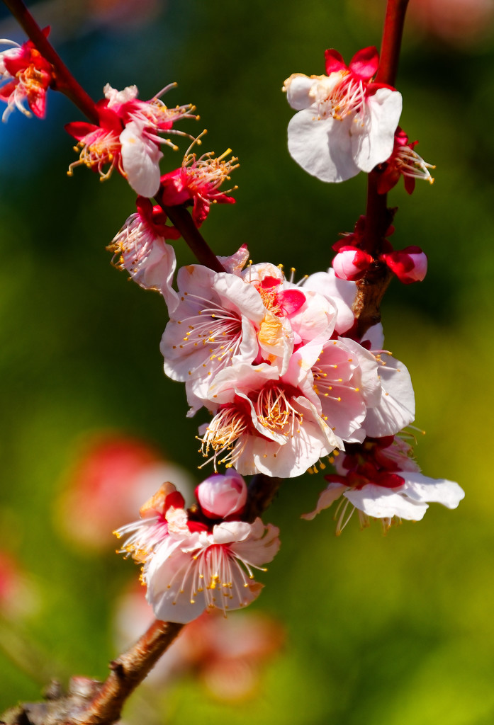 梅花（浜離宮恩賜庭園）