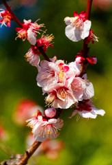 梅花（浜離宮恩賜庭園）