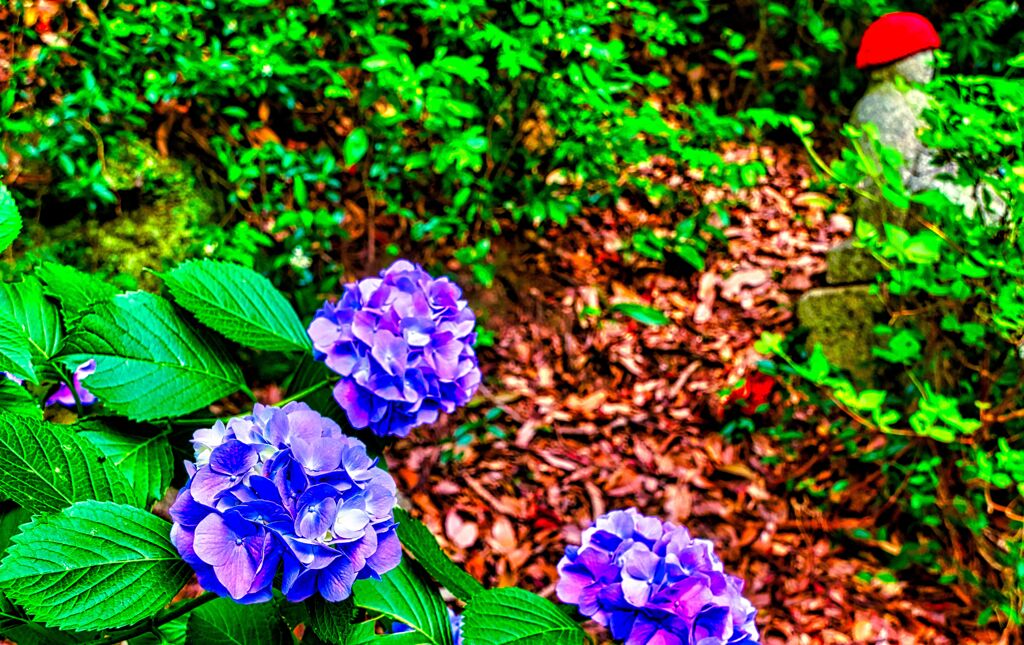 趣のある紫陽花情景⑤（防府市 阿弥陀寺)