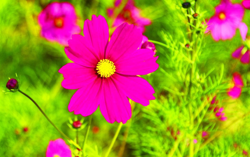 鮮やかなマゼンタに染まる 秋桜