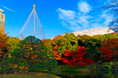 碧空の下で雪吊りと東京ドームと紅葉　（小石川後楽園）