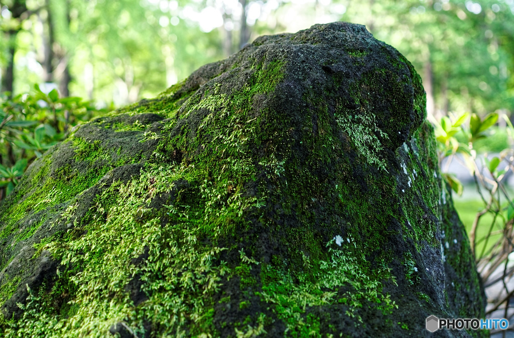 苔むす石