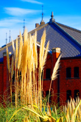 パンパスグラスと赤レンガ倉庫　（横浜 赤レンガ倉庫）