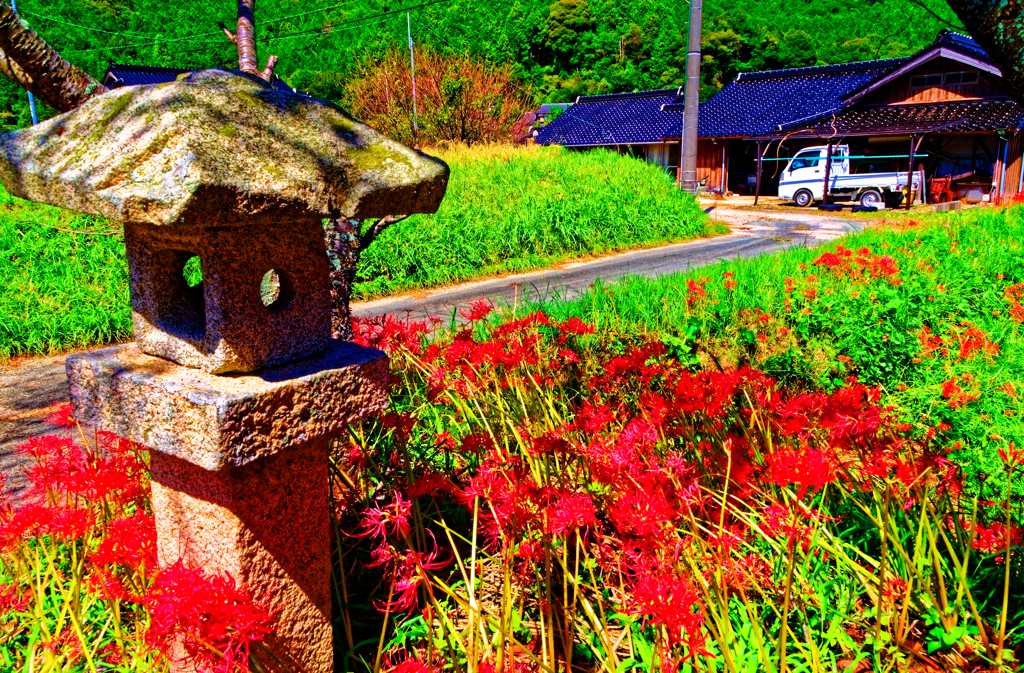 農家の家先に咲き誇る曼珠沙華（小鯖八幡宮）