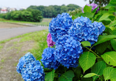 紫陽花の咲く丘陵