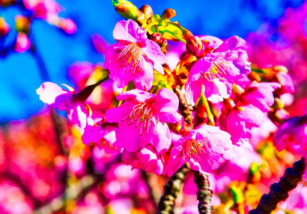 青空バックに映える河津桜③