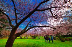 桜を巡る人々（萩城跡）