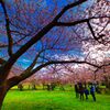 桜を巡る人々（萩城跡）