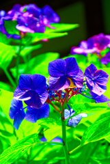 青の紫陽花（阿弥陀寺)