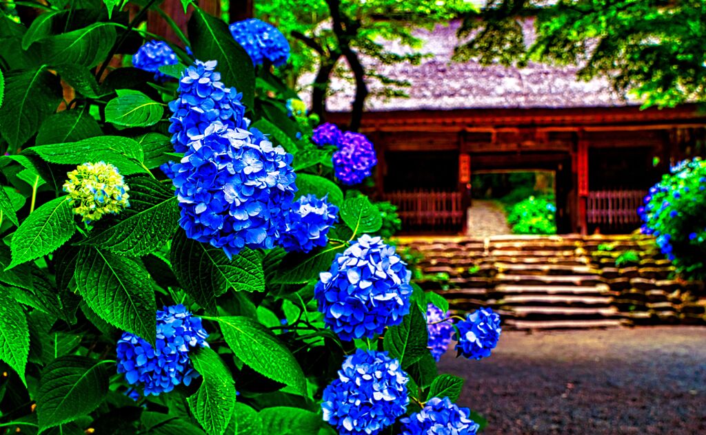趣のある紫陽花情景①（防府市 阿弥陀寺)