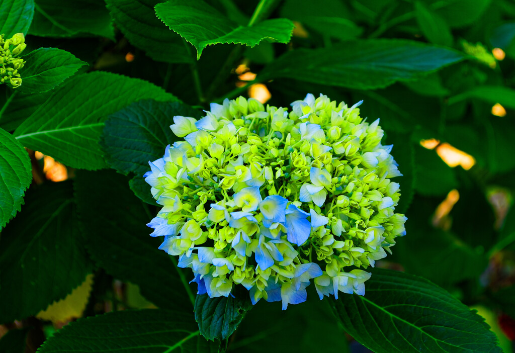 色付きはじめました 紫陽花　（山口県萩市）