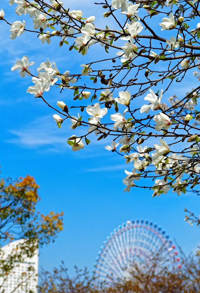 コスモワールドをバックに白木蓮　みなとみらい（横浜）にて