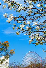 コスモワールドをバックに白木蓮　みなとみらい（横浜）にて