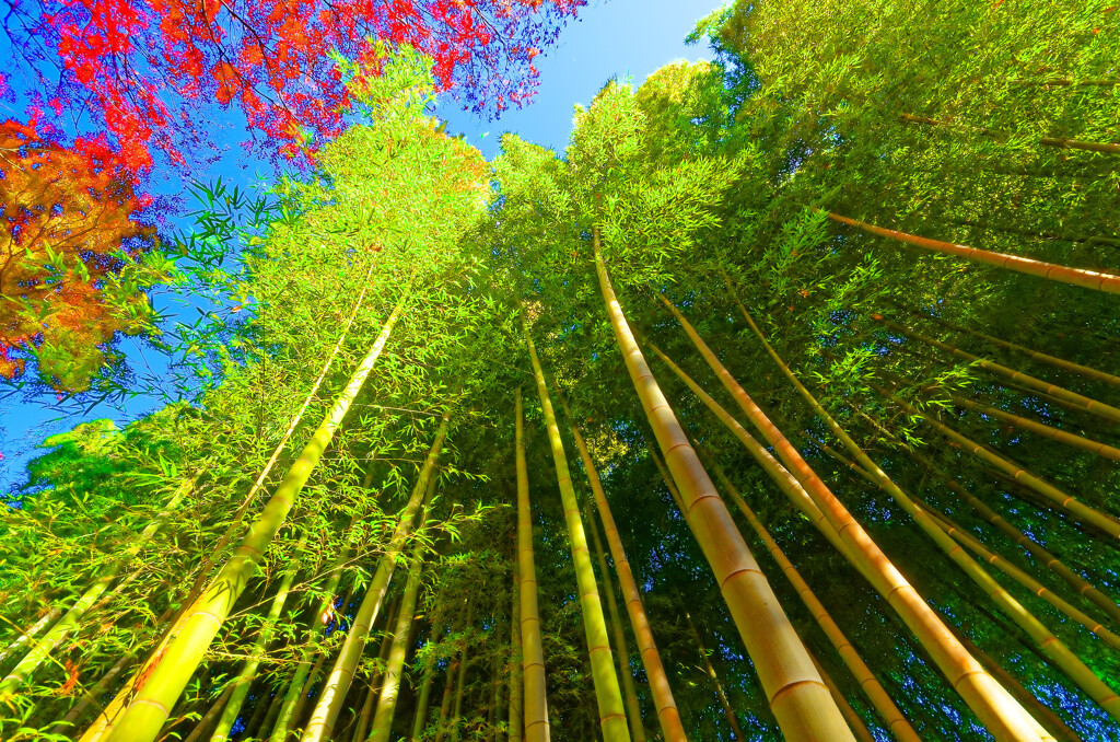 本年中は、大変お世話になりました