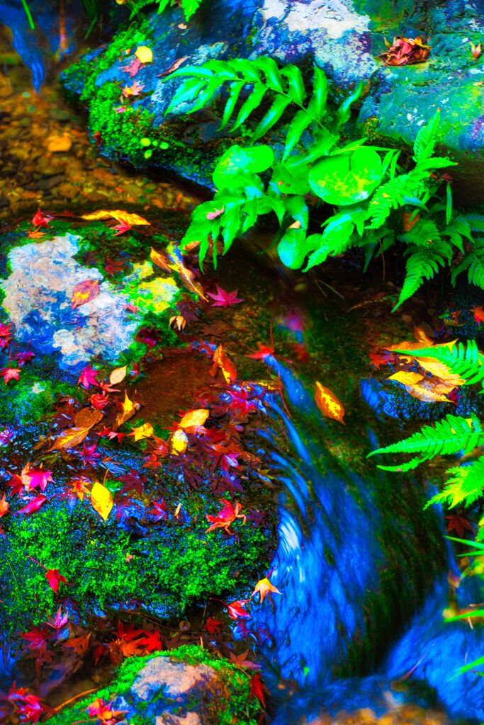 落紅葉と湧水の流れ　(国分寺市 殿ヶ谷戸庭園)