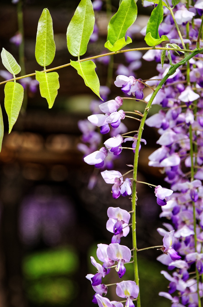 藤の花のある情景　①