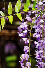 藤の花のある情景　①
