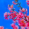 青空バックに映える河津桜④