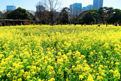 お花畑の菜の花　（浜離宮恩賜庭園）