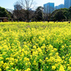 お花畑の菜の花　（浜離宮恩賜庭園）