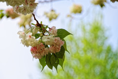 別所沼公園のウコン桜・・・花が赤く変化し始めました（４）