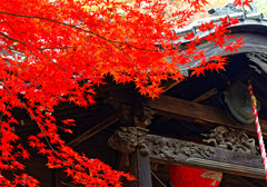 半僧坊感応殿の紅葉　平林寺にて