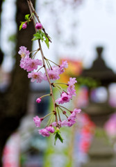 枝垂桜　川越八幡宮にて