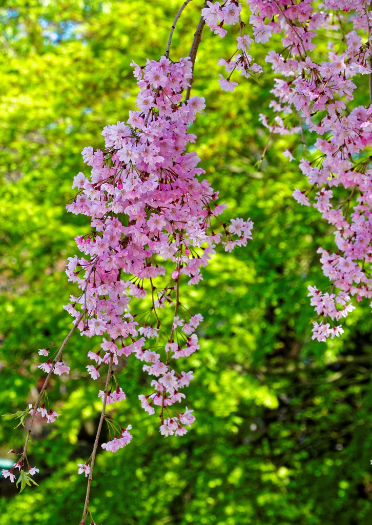 枝垂桜アップ　増上寺にて