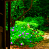 山門の奥の紫陽花風景（阿弥陀寺）