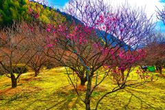 梅林園の風情　（萩市 萩往還梅林園）
