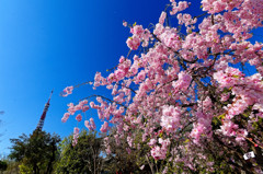東京タワーバックに枝垂桜②　（芝公園）