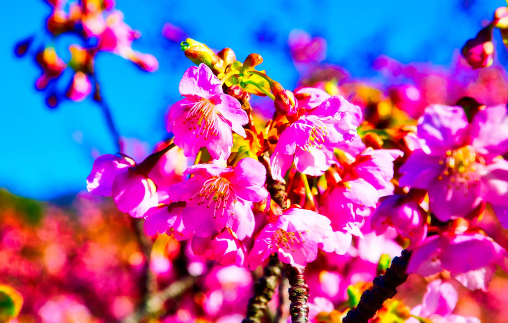 青空バックに映える河津桜は美しい②