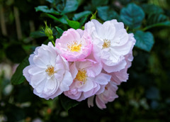 都電荒川線 線路際の薔薇（大塚周辺）②